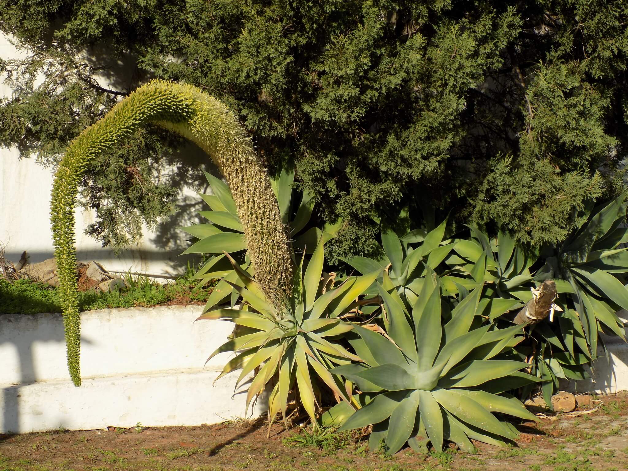 Agave attenuata